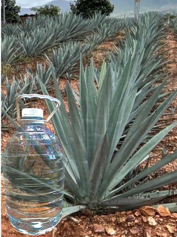 Espadín (750 ml y granel)