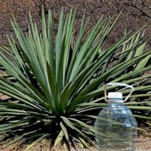 Mexicano (bajo pedido)